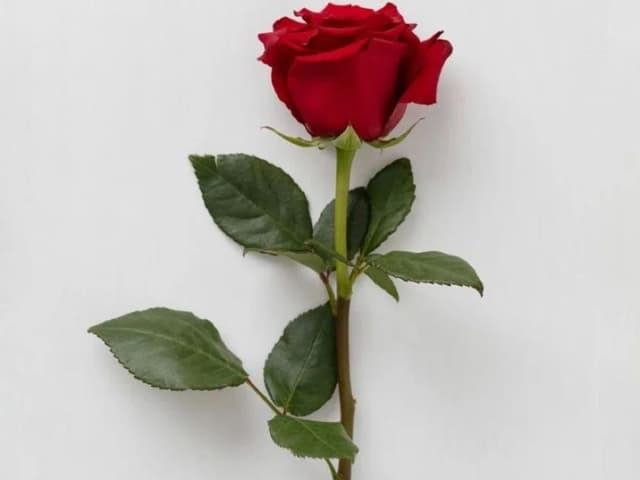 وردة جوري حمراء 1